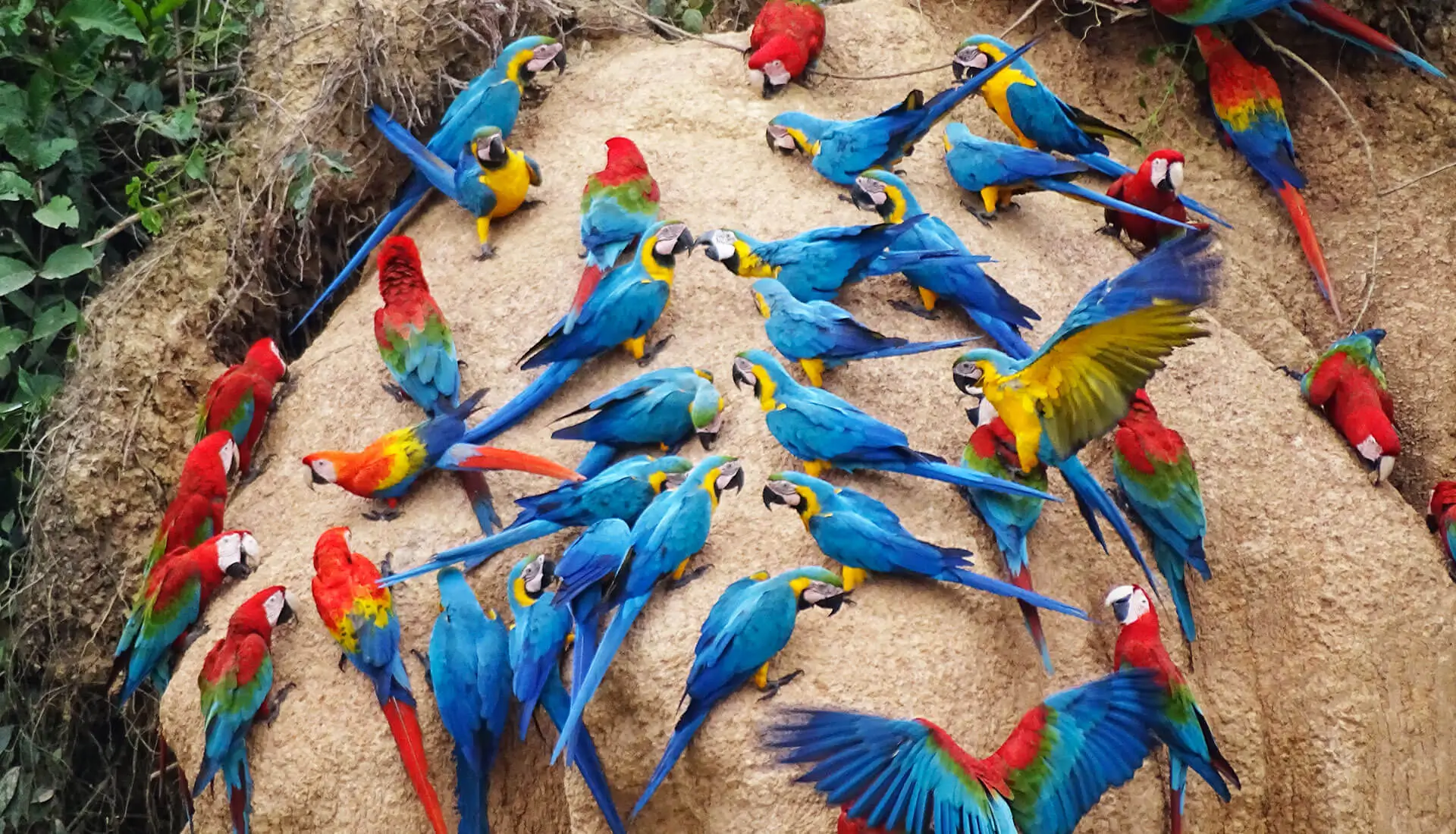 Passeio de 4D3N pela Floresta Amazônica com Araras saindo do Aeroporto de Puerto Maldonado