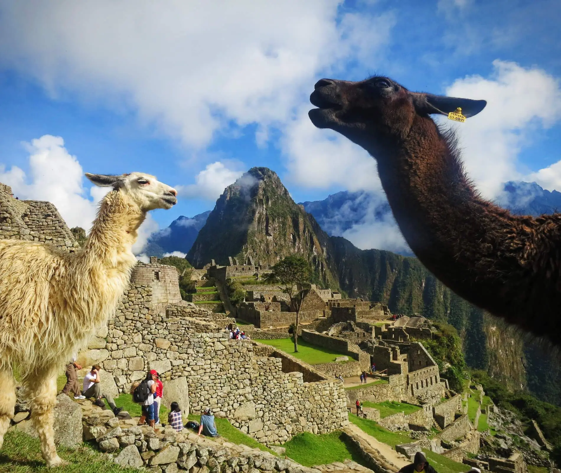 Llamas en Machu Picchu