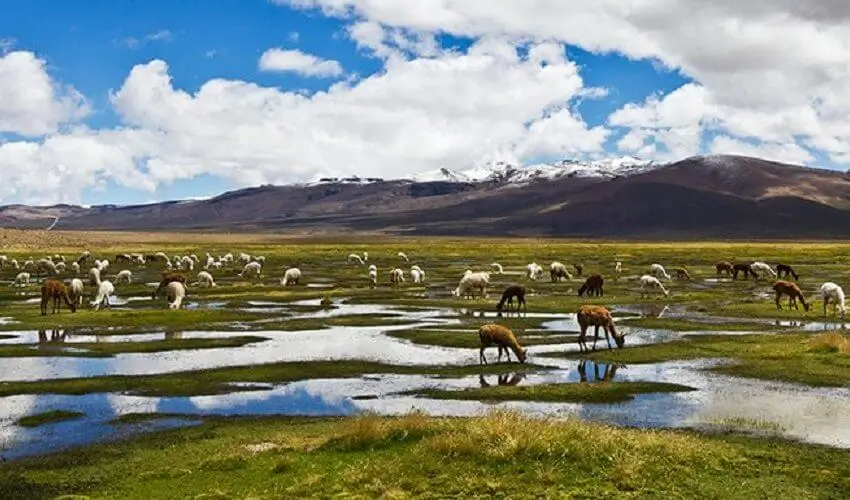 Tour Puno a Cusco de Ônibus + Cozinha Peruana